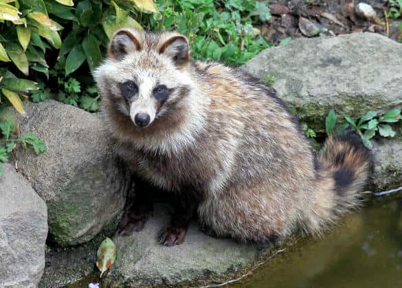 動物図鑑・ニホンタヌキ